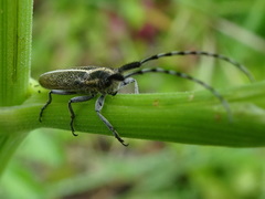 Agapanthia suturalis