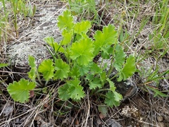 Heuchera richardsonii