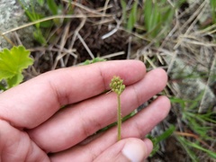 Heuchera richardsonii