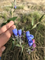 Mertensia paniculata paniculata