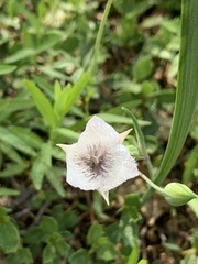 Calochortus coeruleus