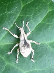 Dermatoxenus caesicollis