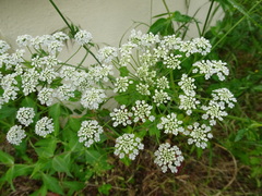 Pimpinella