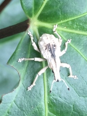 Dermatoxenus caesicollis