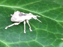 Dermatoxenus caesicollis