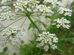 Pimpinella