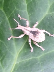 Dermatoxenus caesicollis