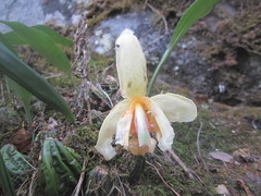 Stanhopea pseudoradiosa