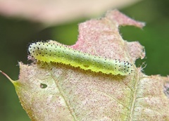 Periclista