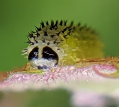 Periclista