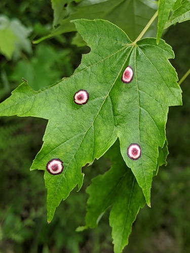 Ocellate Gall Midge photo 6