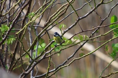 Cyanistes teneriffae teneriffae