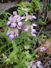 Collinsia