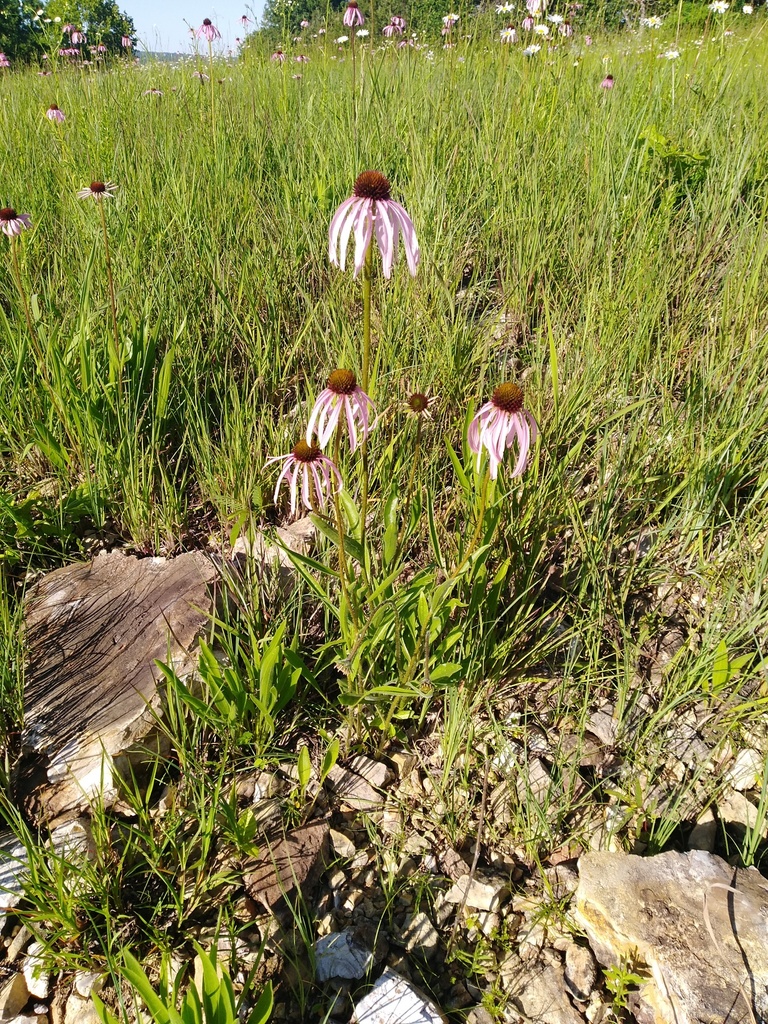 wavyleaf purple coneflower from Ozark, Missouri, United States on May ...