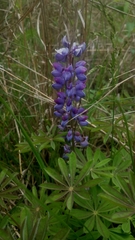 Lupinus perennis
