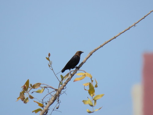 Brown-headed Cowbird (Molothrus ater)