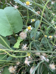 Tridax procumbens