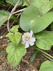 Passiflora foetida