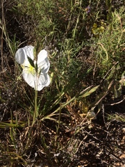Oenothera engelmannii