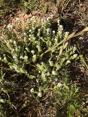 Cryptantha crassisepala crassisepala