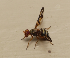 Idana marginata
