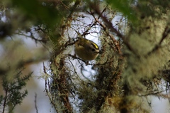 Regulus regulus teneriffae