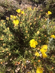 Oenothera berlandieri berlandieri