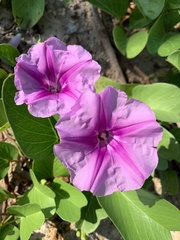 Ipomoea pes-caprae