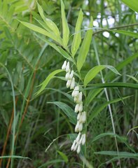 Polygonatum falcatum