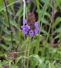 Prunella vulgaris asiatica