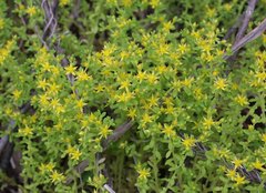 Sedum bulbiferum