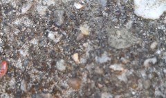 Eupodina