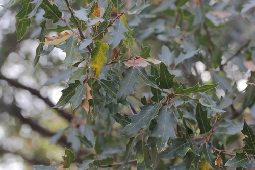 Robust Oak