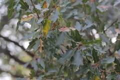 Quercus robusta