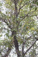 Quercus robusta