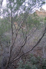 Fraxinus greggii