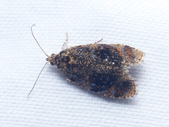 Olethreutes astrologana