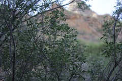 Fraxinus greggii