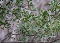 Fraxinus greggii