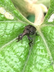 Aspidobyctiscus lacunipennis