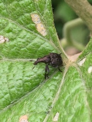 Aspidobyctiscus lacunipennis