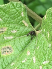 Aspidobyctiscus lacunipennis