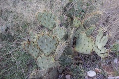 Opuntia chisosensis