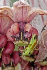 Closterotomus