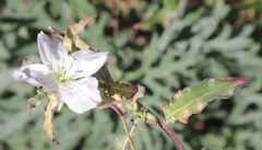 Oenothera kunthiana