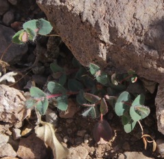 Euphorbia villifera