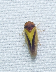 Oncopsis flavidorsum