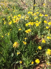 Amblyolepis setigera