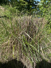 Calamagrostis × acutiflora