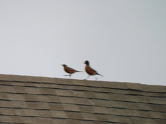 Turdus migratorius